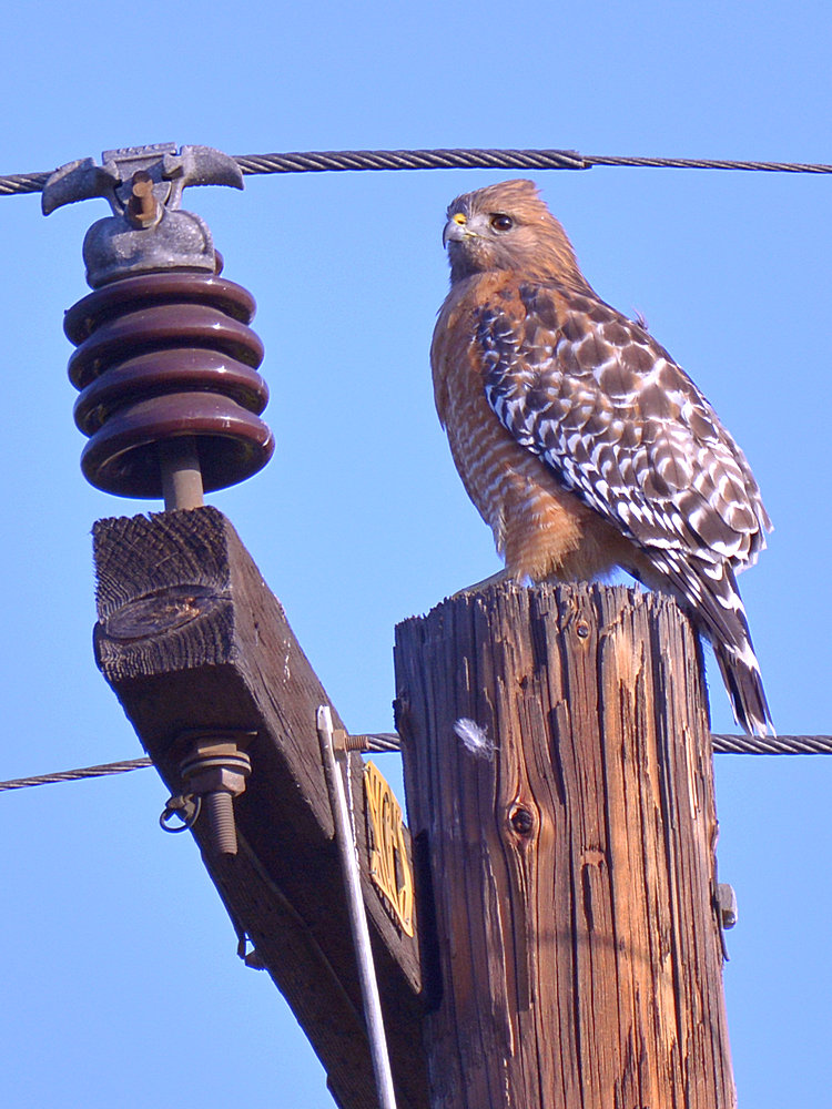 Hawk2.jpg