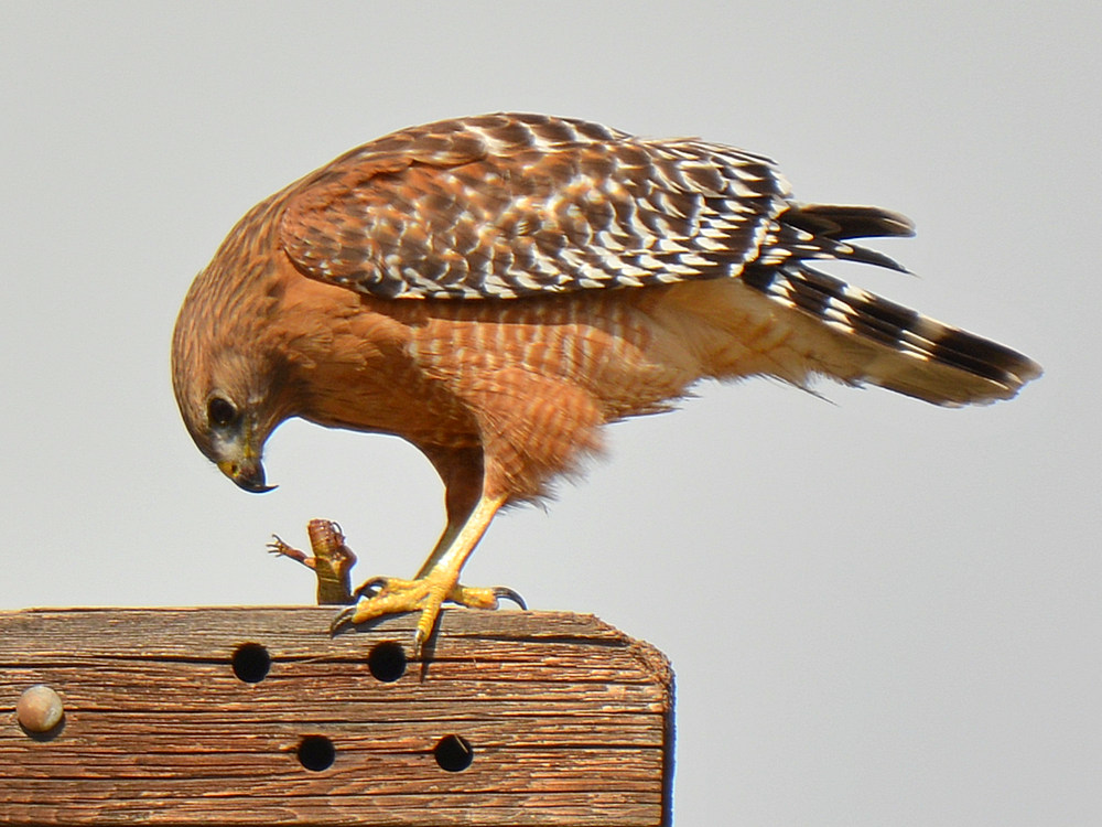 Hawk2.jpg
