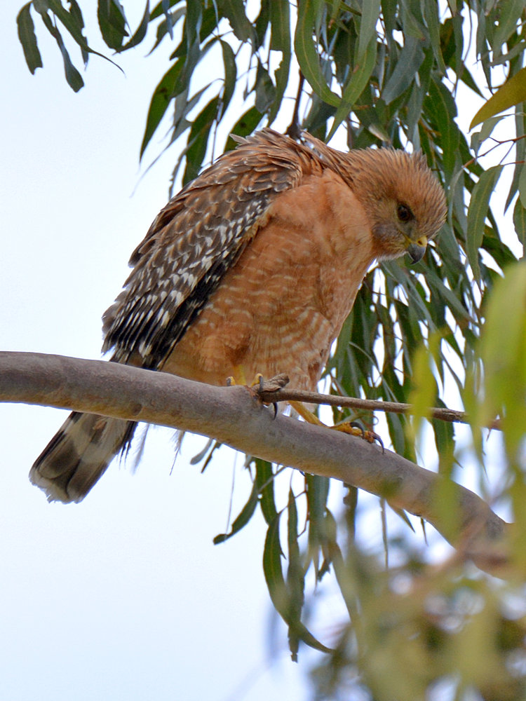 Hawk2.jpg