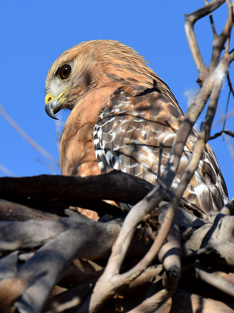 Hawk2.jpg