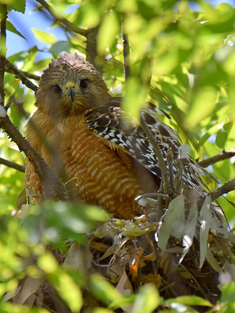 Hawk2.jpg