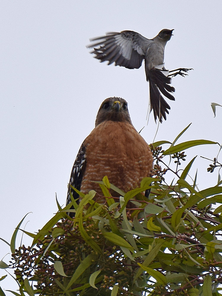 Hawk2.jpg