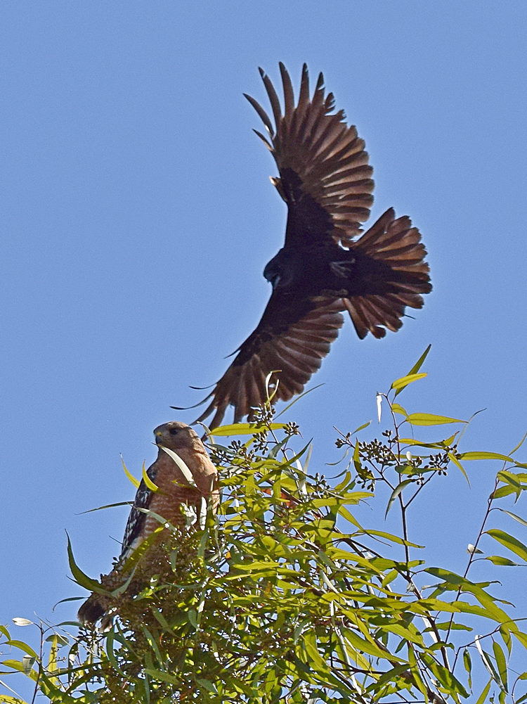 Hawk2.jpg