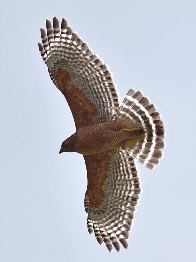 Hawk2.jpg