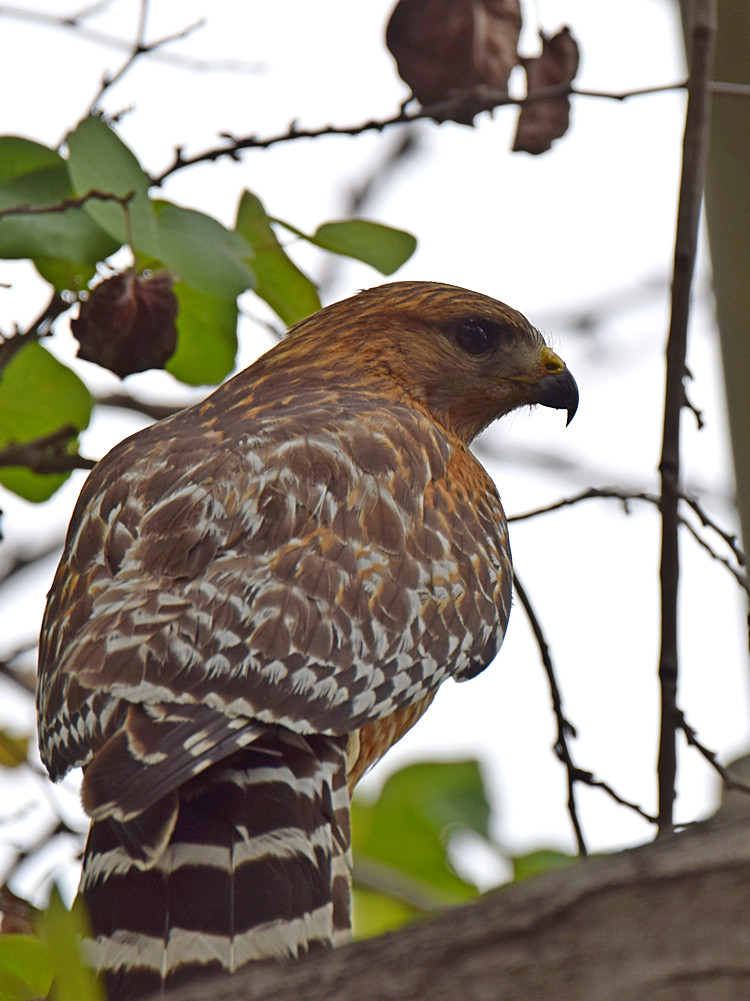 Hawk2.jpg