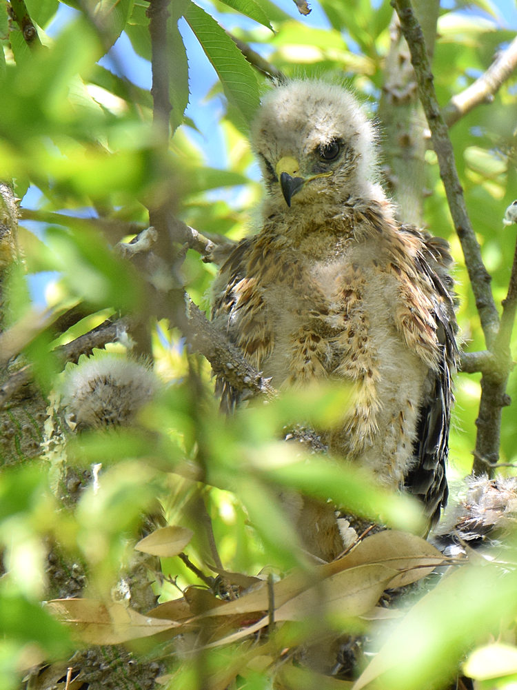 Hawk2.jpg