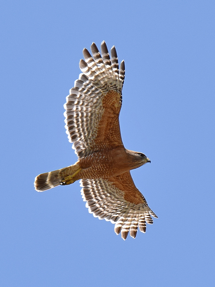 Hawk2.jpg