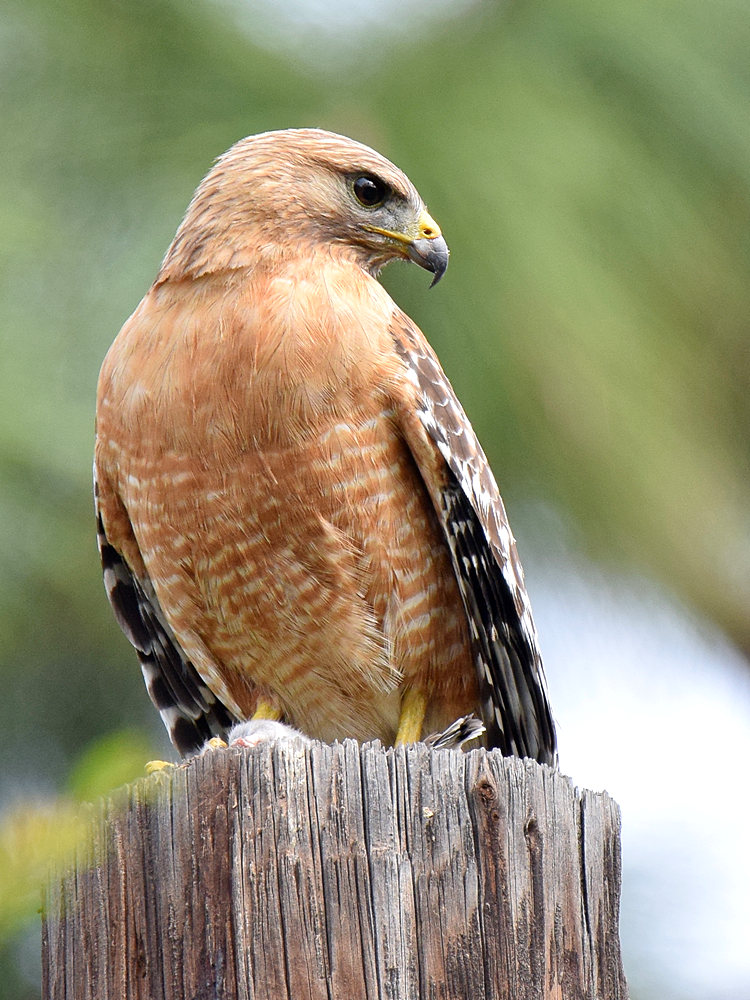 Hawk2.jpg
