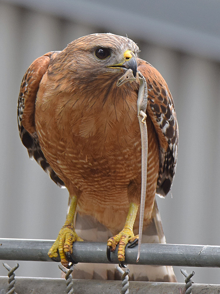 Hawk2.jpg