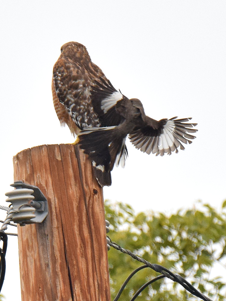 Hawk2.jpg