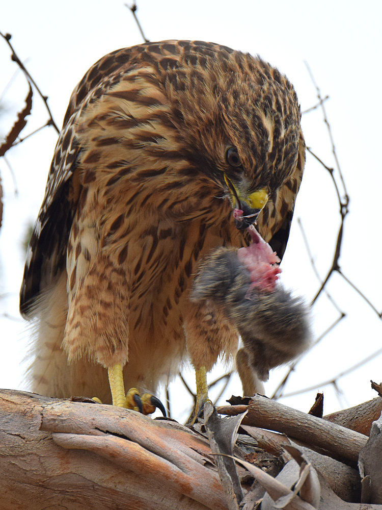 Hawk2.jpg