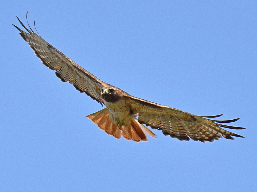 Hawk2.jpg