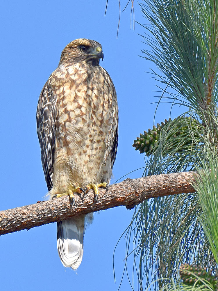 Hawk2.jpg