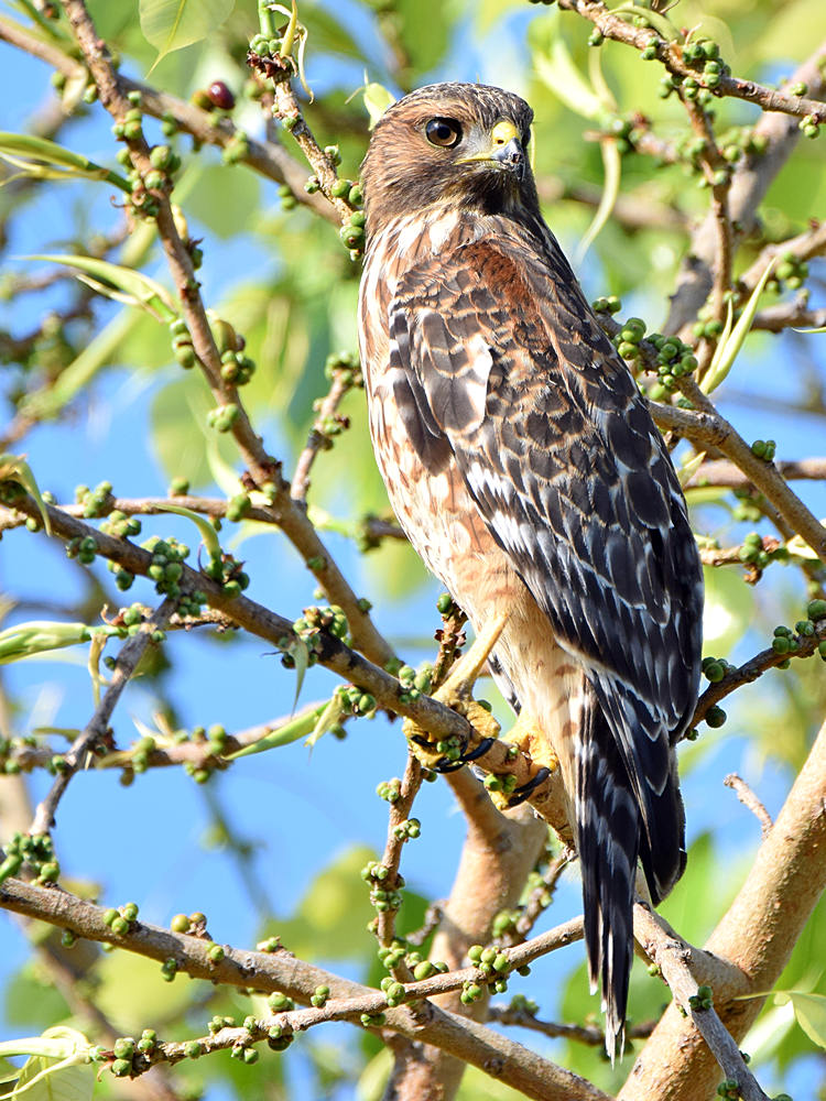 Hawk2.jpg