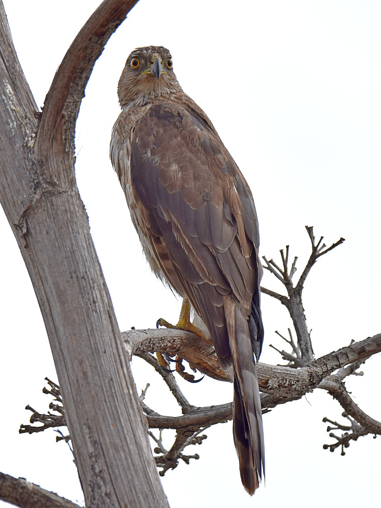 Hawk2.jpg