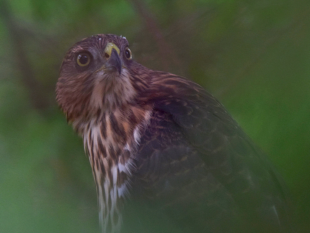 Hawk2.jpg