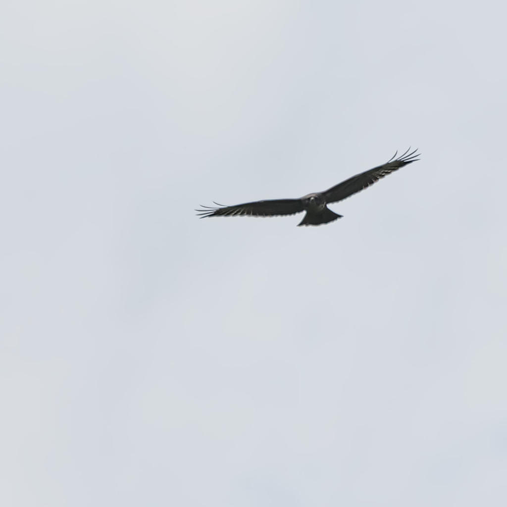 Hawk2.jpg