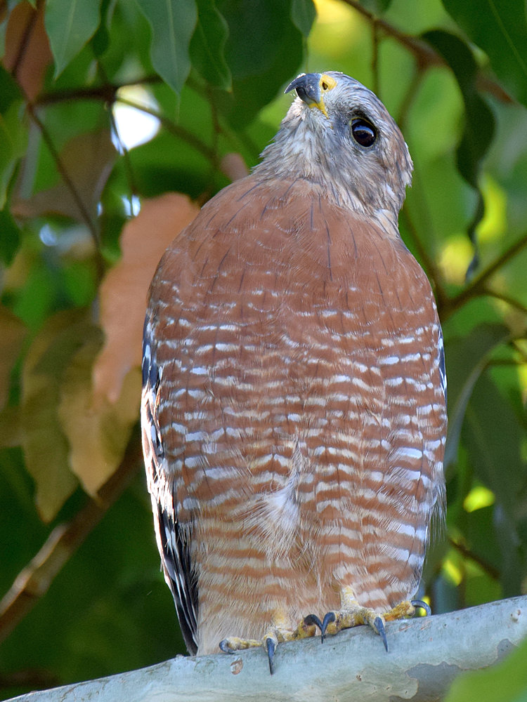 Hawk2.jpg