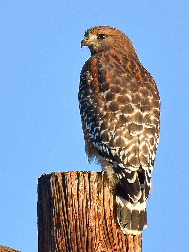 Hawk2.jpg