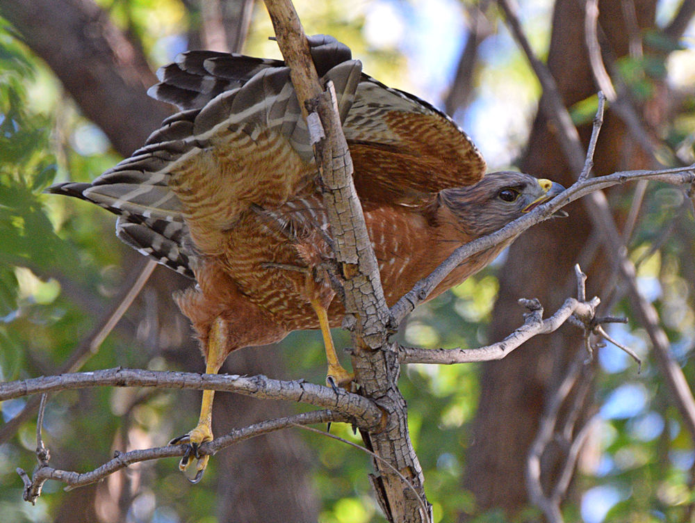 Hawk2.jpg