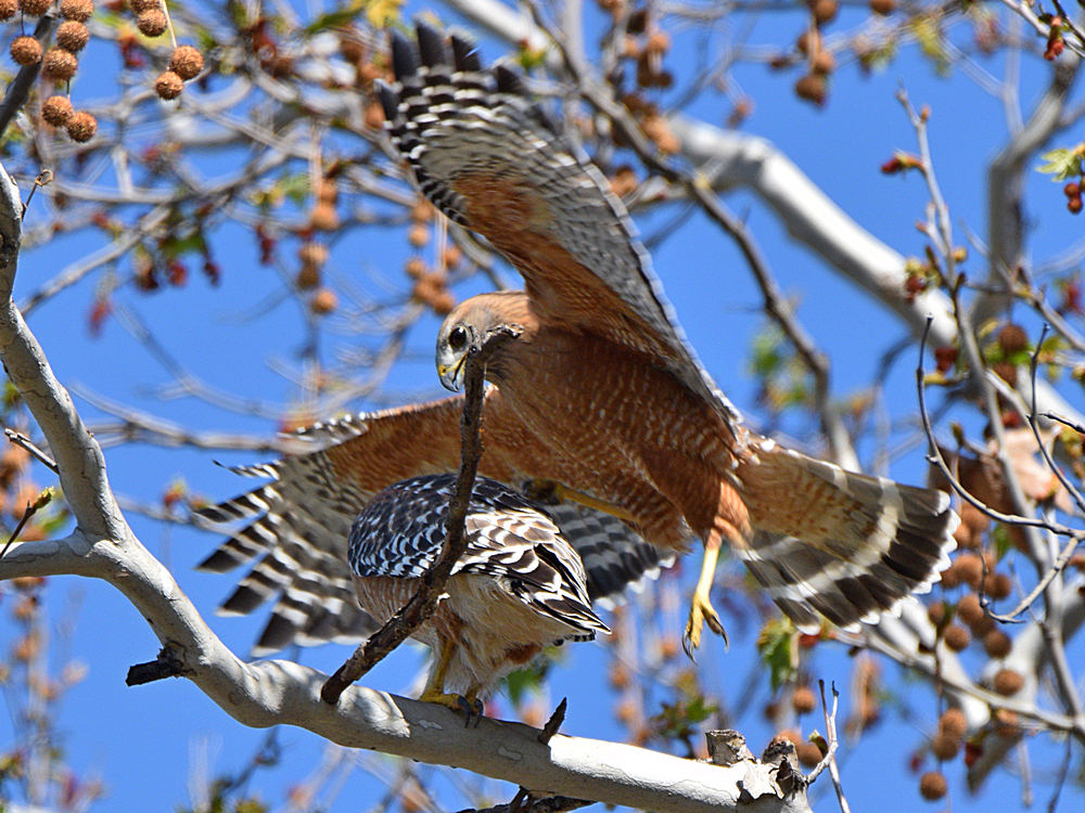 Hawk2.jpg