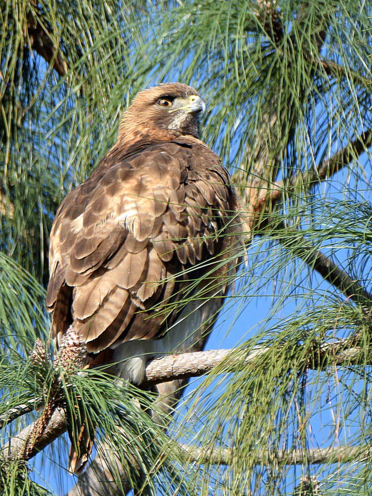 Hawk2.jpg