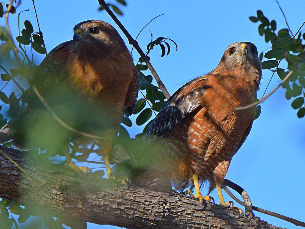 Hawk2.jpg