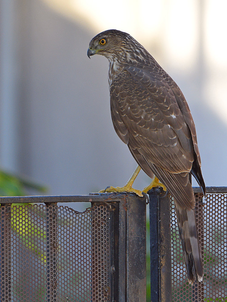 Hawk2.jpg