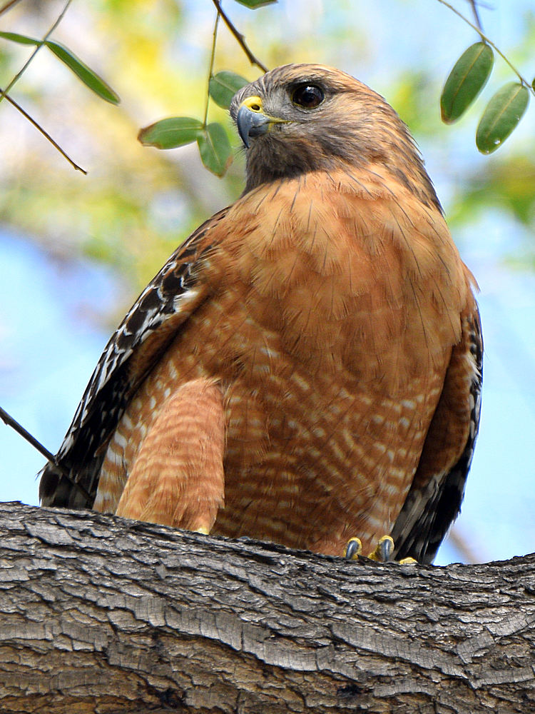Hawk2.jpg