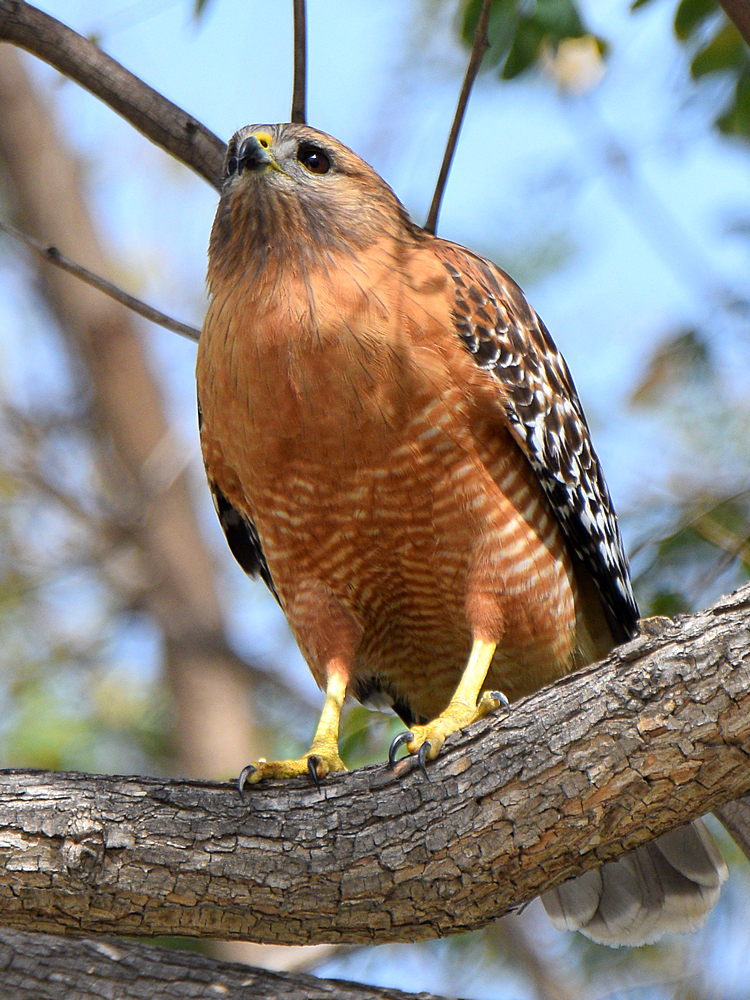 Hawk2.jpg