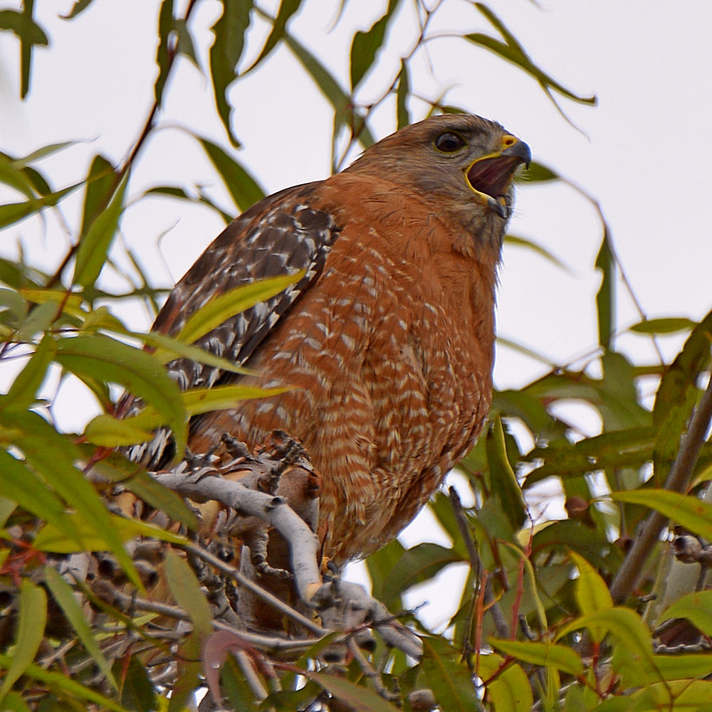 Hawk2.jpg
