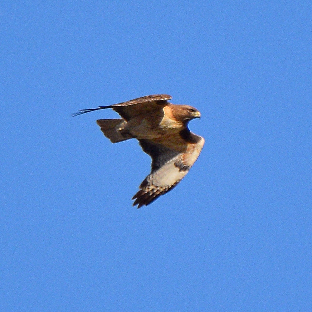 Hawk2.jpg