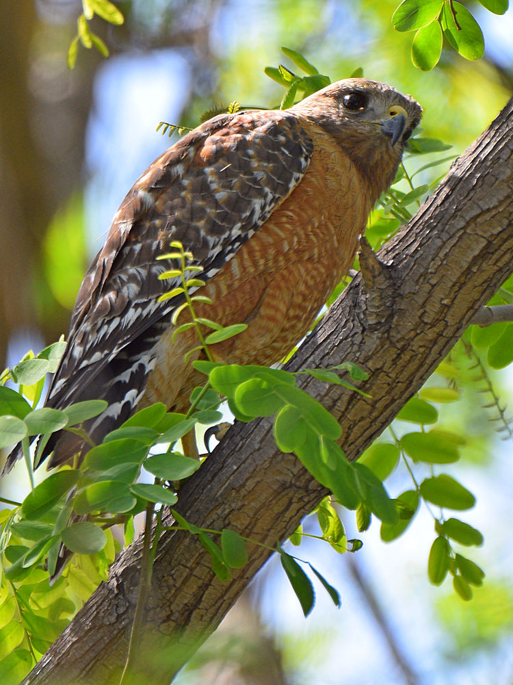 Hawk2.jpg