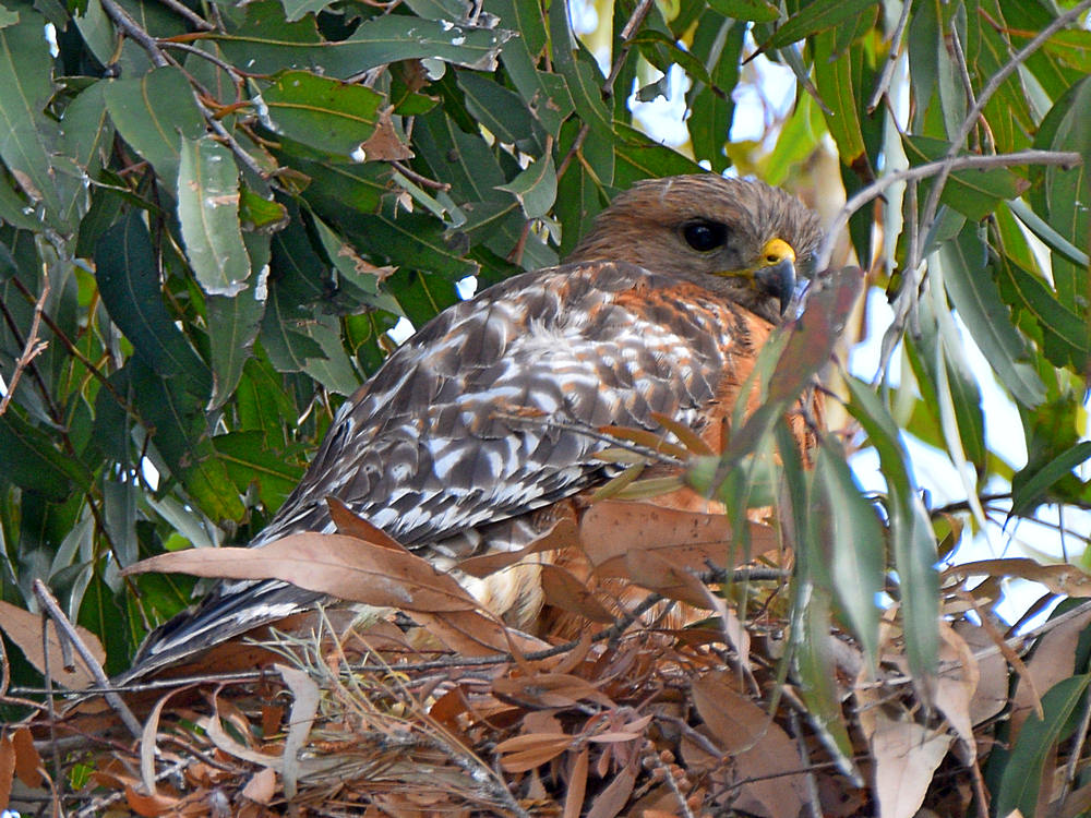 Hawk2.jpg