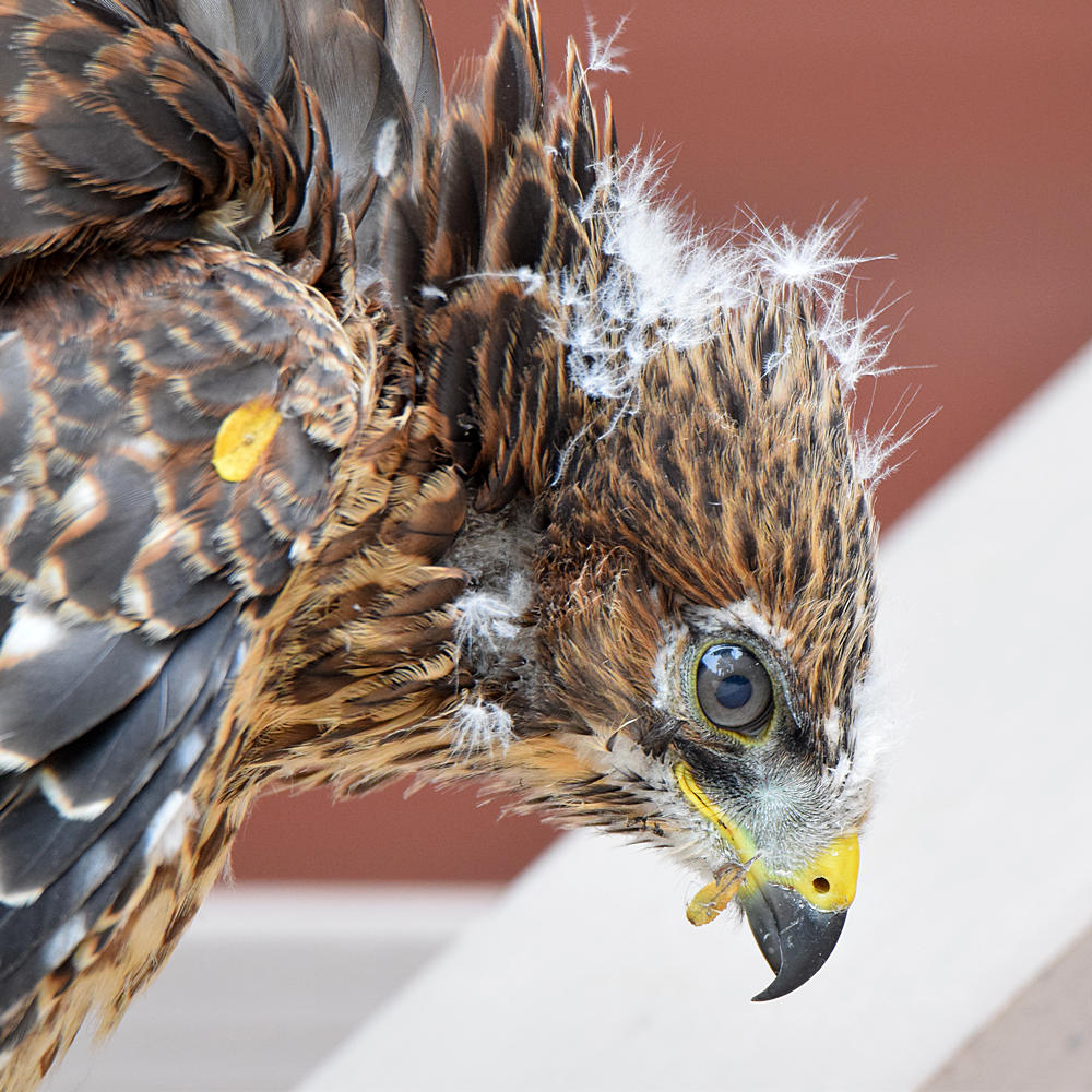 Hawk2.jpg