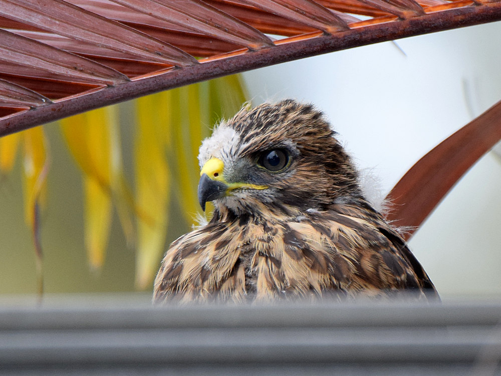 Hawk2.jpg