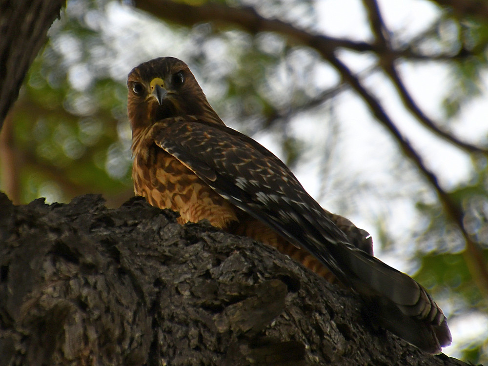 Hawk2.jpg
