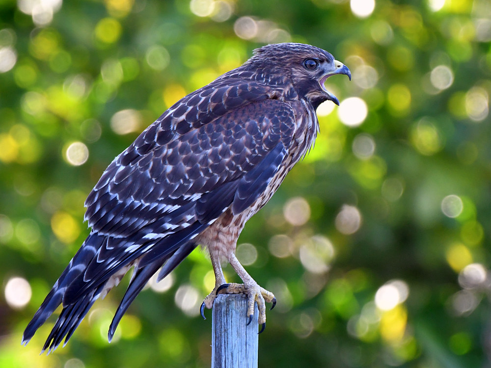 Hawk2.jpg