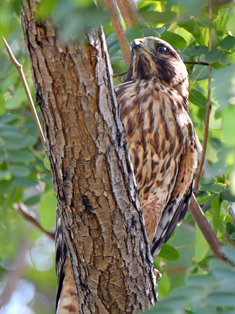 Hawk2.jpg