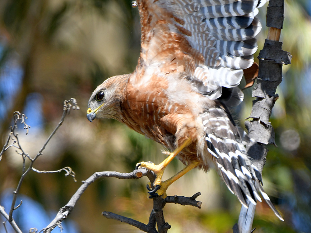 Hawk2.jpg