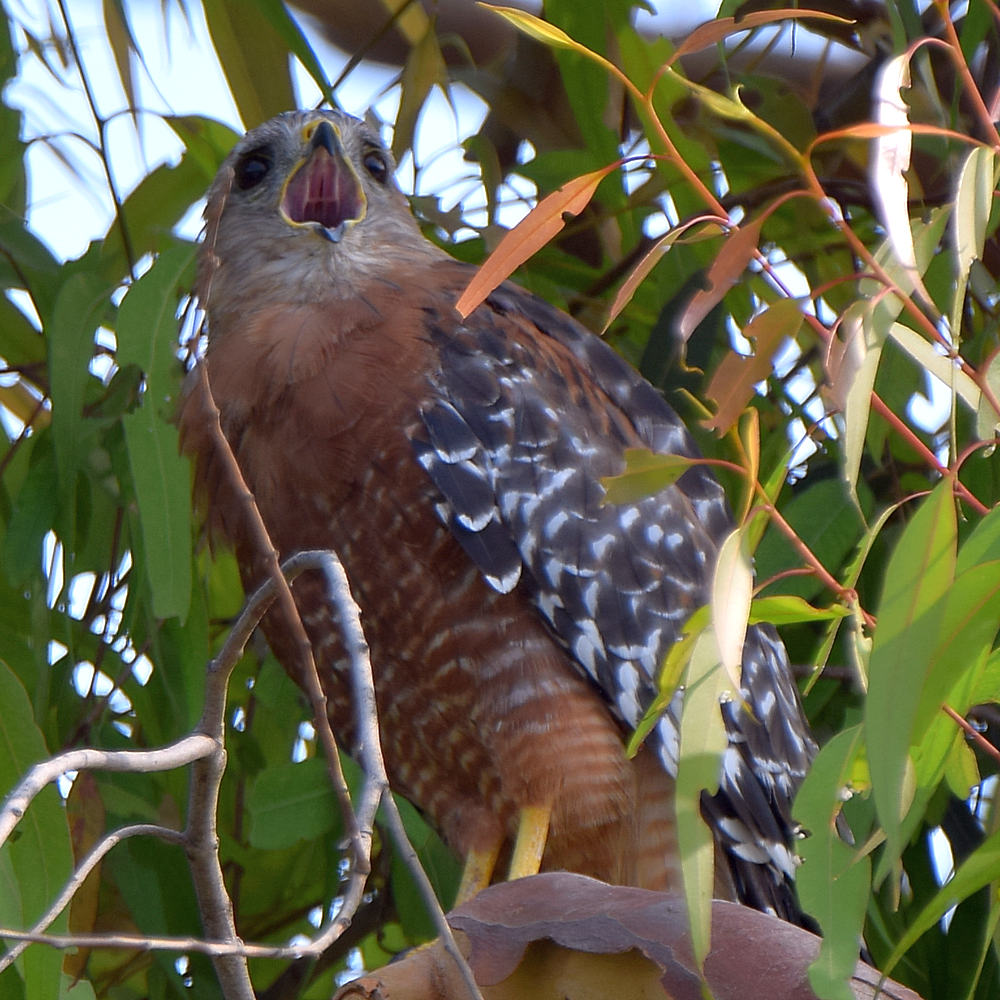 Hawk2.jpg