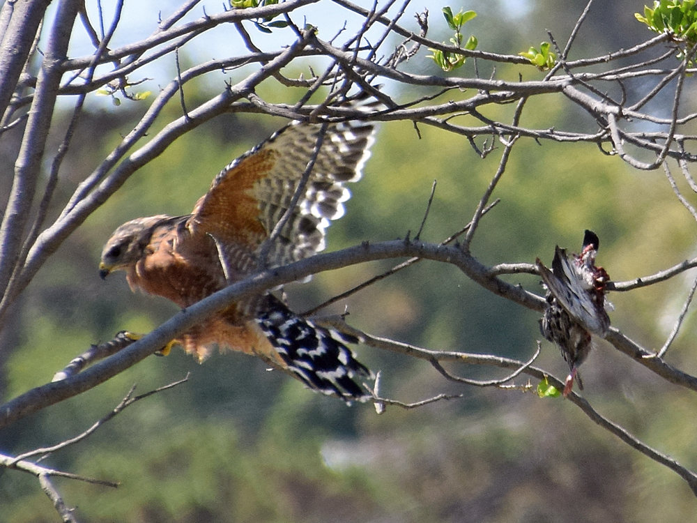 Hawk2.jpg