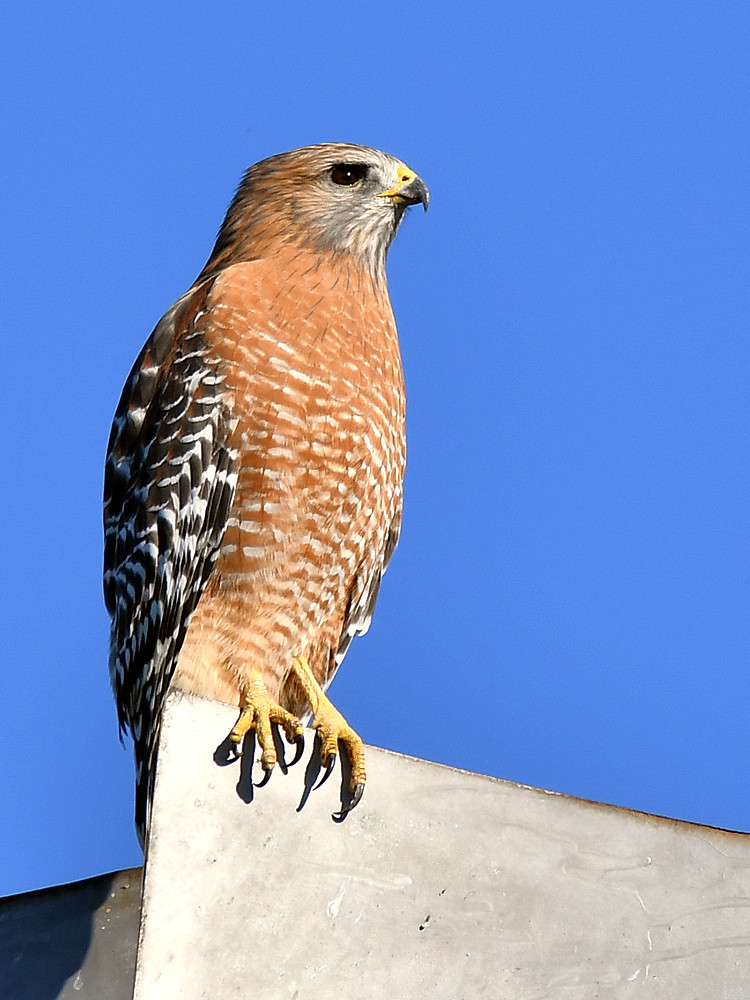 Hawk2.jpg