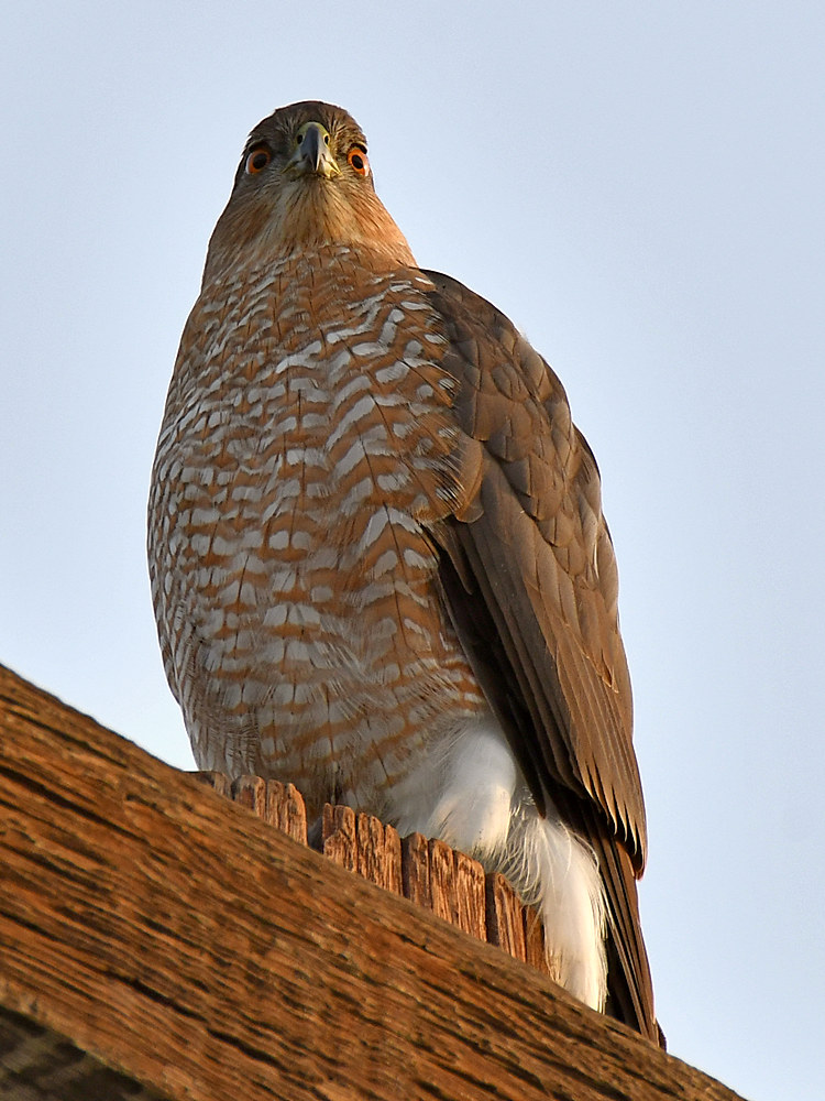 Hawk2.jpg