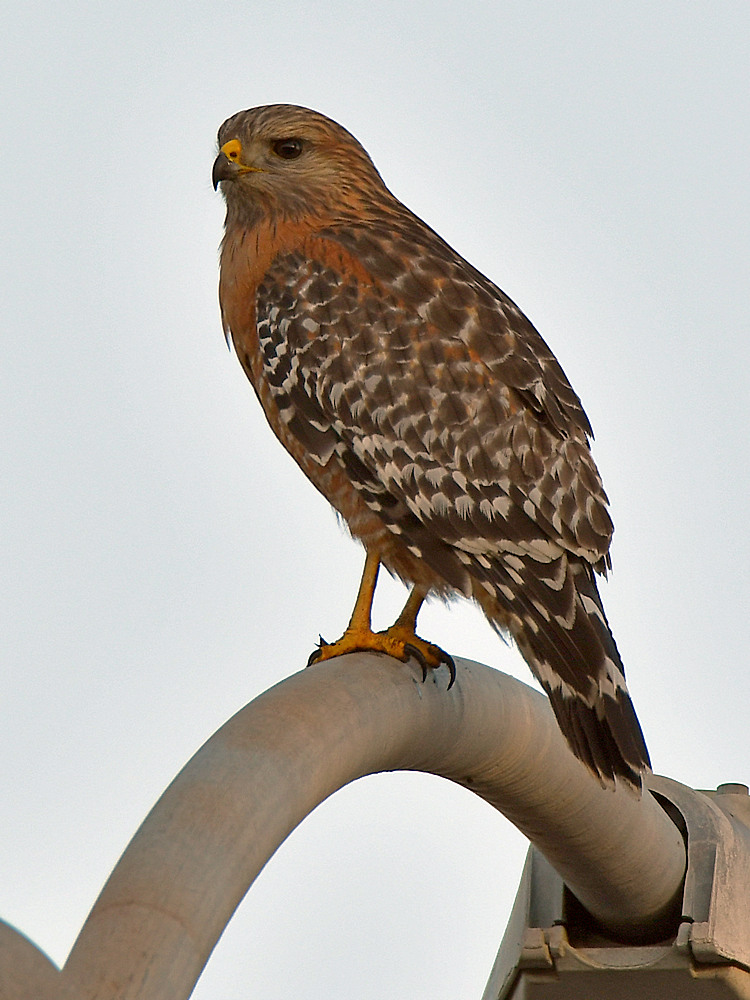 Hawk2.jpg