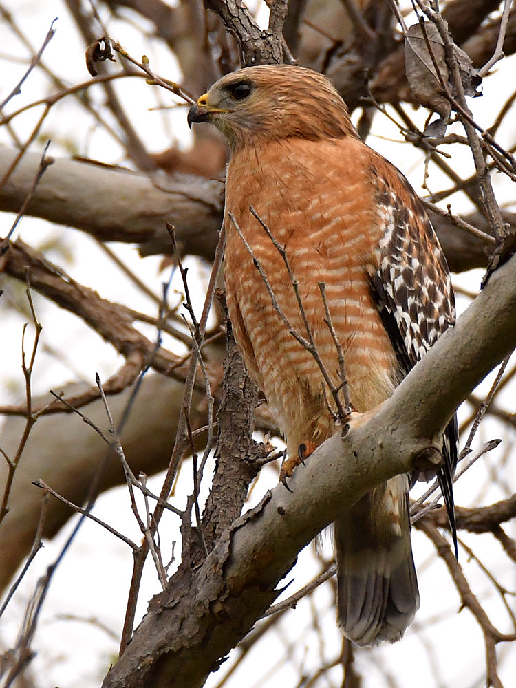 Hawk2.jpg