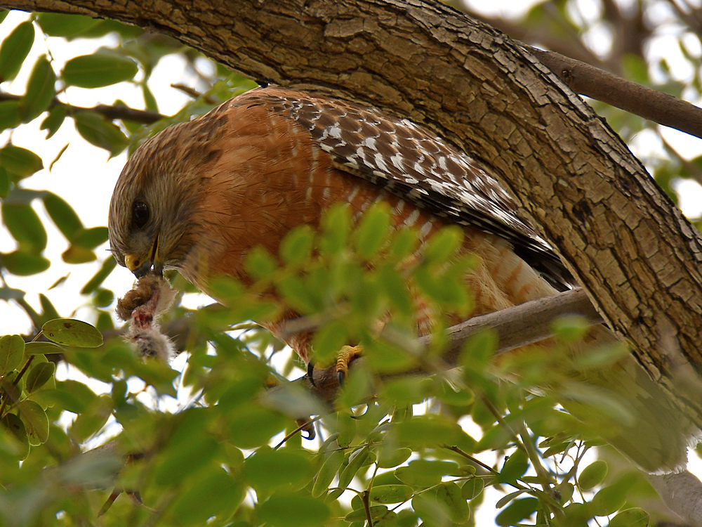 Hawk2.jpg