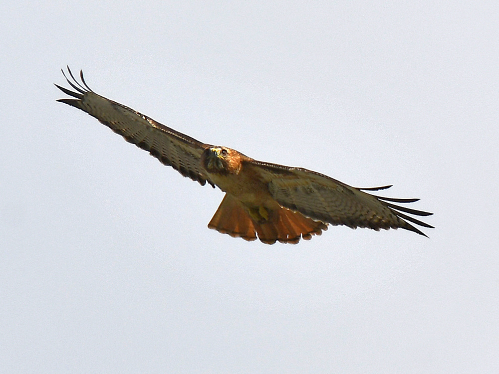 Hawk2.jpg
