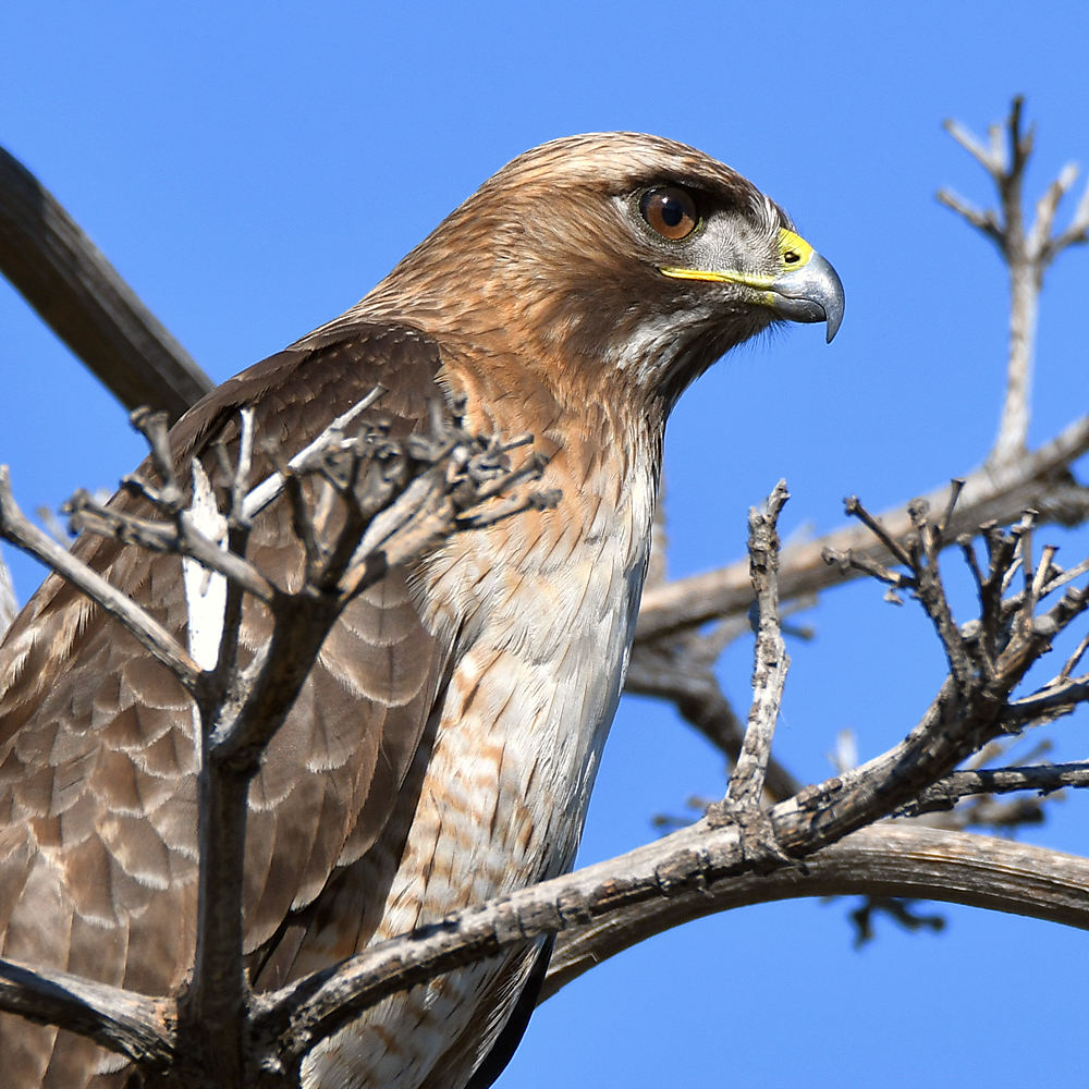 Hawk2.jpg