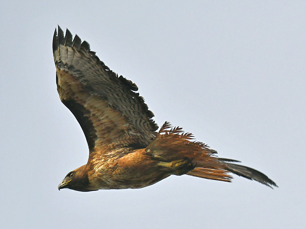 Hawk2.jpg